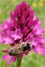 Biene auf Spitzorchis